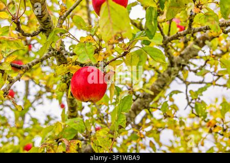 Red apples hanging on tree branches in a garden Stock Photo