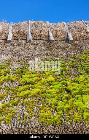 Traditional thatched roof with green moss on a cottage Stock Photo