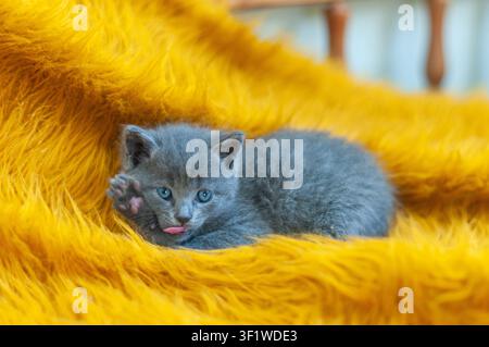 Funny gray kitten with blue eyes sticking out its tongue while raising one paw and showing its paw pads. Cute and playful pet portrait on a yellow bla Stock Photo