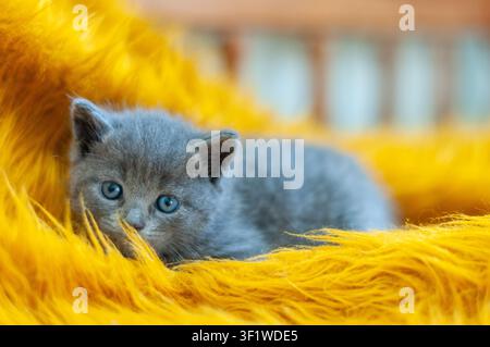Gray kitten crouching low on a yellow blanket with its nose hidden and bright blue eyes focused forward as if stalking or playing. Cozy indoor pet por Stock Photo