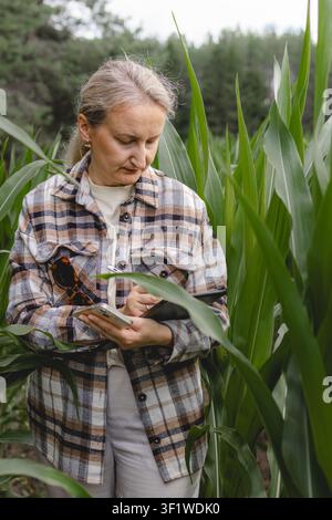 Middle aged woman stands in a green corn field using a tablet while inspecting healthy crop growth. Concept of smart farming, digital agriculture and Stock Photo