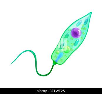 Bacteria bacillus or ameba germ microorganism Stock Vector