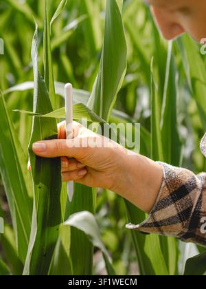 Close up of woman's hand holding a corn leaf while using a stylus during crop inspection in a cultivated field. Concept of digital crop assessment, ag Stock Photo