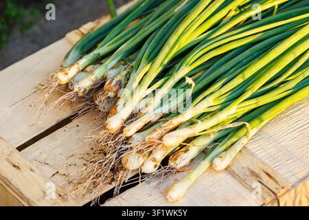 Bunch of raw, freshly harvested green onions with dirty roots lying on a light wooden crate under warm natural sunlight. Organic farming, agriculture, Stock Photo