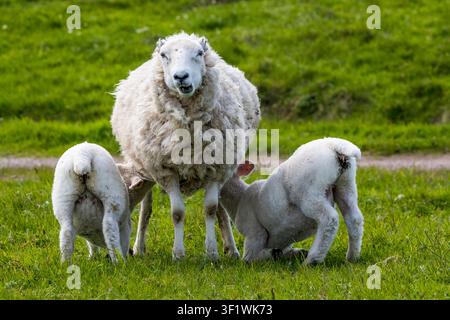 Sheep with two feeding lambs looking at the camera. On the island of Whalsay, Shetland. Stock Photo