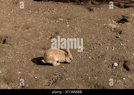 Fluffy red rabbit in the middle of the excavated earth, the pet rabbit is on a dry sandy surface Stock Photo