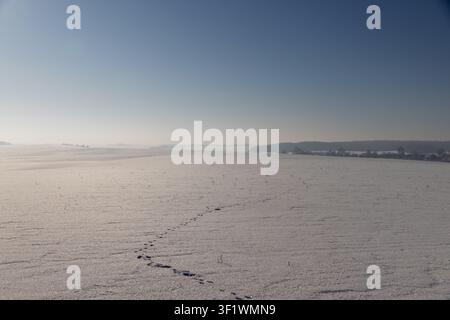 Tracks of a wild animal on the white snow of a snow-covered field, an endless flat landscape and a dark strip of forest on the horizon on a clear wint Stock Photo
