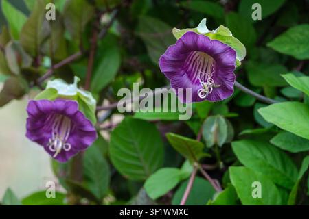 Mexican Ivy, cobaea scandens, bell-shaped flowers that change from greenish-white to purple Stock Photo