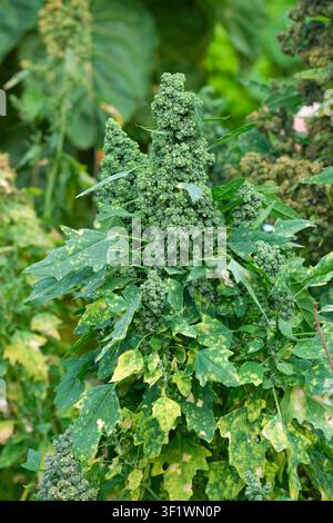 Quinoa, Chenopodium quinoa, pseudocereal, dense clusters of edible seeds maturing on the plant in early autumn Stock Photo