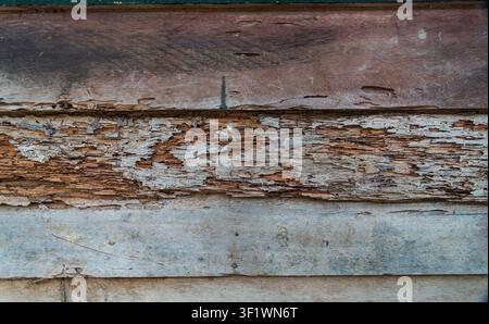 Close-up of weathered wooden surface with peeling white paint and visible wood decay. Stock Photo
