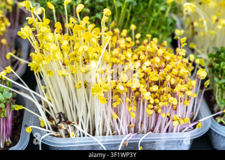 Fresh microgreens, sprouts mix in containers with vibrant green and yellow leaves. Healthy and nutritious sprouts, micro greens for salads, garnishes, Stock Photo