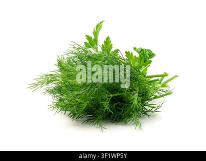Fresh Parsley and Dill Isolated, Cilantro Leaves, Raw Garden Parsley Twig, Chervil Sprig, Corriender Leaves on White Background Top View Stock Photo