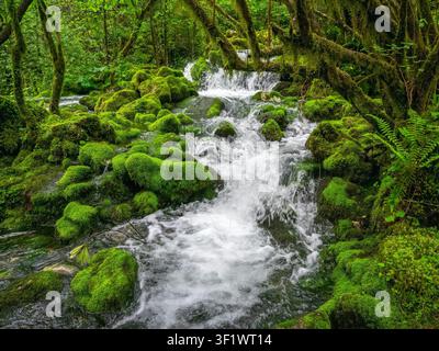 A bubbling forest stream surrounded by rocks densely covered with bright green moss. The landscape is characterized by lush vegetation and ferns growing along the water, creating an atmosphere of wild nature. Stock Photo
