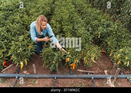 Female farmer examining pepper plants and taking photos using a smartphone in a field Stock Photo