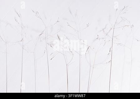 Simple autumn background - panicles of dry fluffy beige grass on white wooden board, top view. Stock Photo