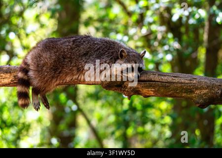 Lazy Raccoon Lying and Resting on Tree Branch in Forest Stock Photo