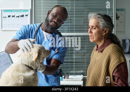 Black Male Veterinarian Checking Dog While Senior Woman Watching Stock Photo