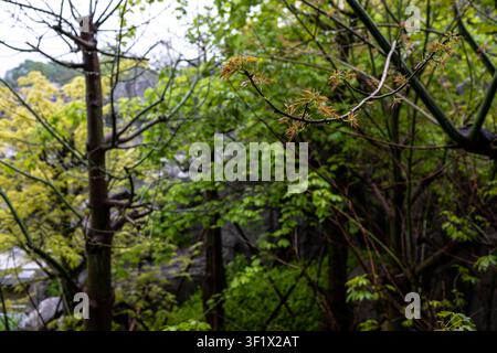 A close-up view of budding branches in a lush green forest setting in Guangzhou, Guangdong, China. Stock Photo