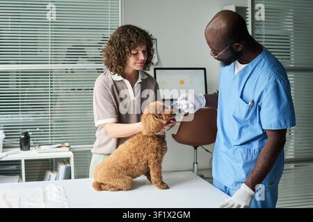 Black Male Veterinarian Checking Dog Temperature with Woman Stock Photo