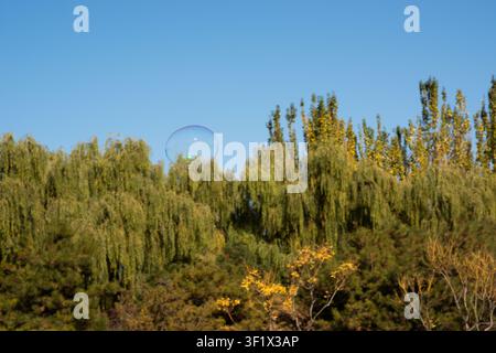 A soap bubble floating in front of a backdrop of trees under a clear blue sky. Stock Photo