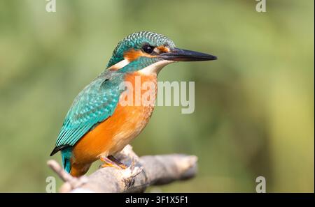 Kingfisher, Alcedo. Close-up portrait. Carefully peers into the distance Stock Photo