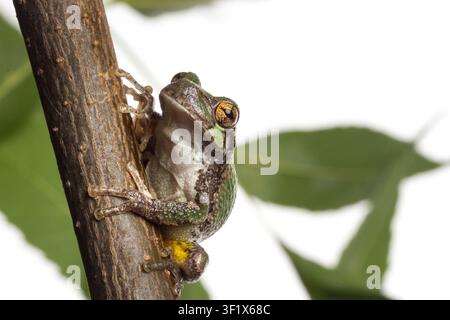 Cope's Gray Tree Frog  Hyla chrysoscelis  Cope's Gray treefrog is a species of treefrog found in the United States and Canada. It is almost indistinguishable from the gray treefrog, and shares much of its geographic range. Both species are variable in colour, mottled gray to gray-green, resembling the bark of trees.  Photographed at Gavins Point National Fish Hatchery in Yankton, South Dakota, USA.  S. Stukel, USFWS / U.S. Fish and Wildlife Service Stock Photo