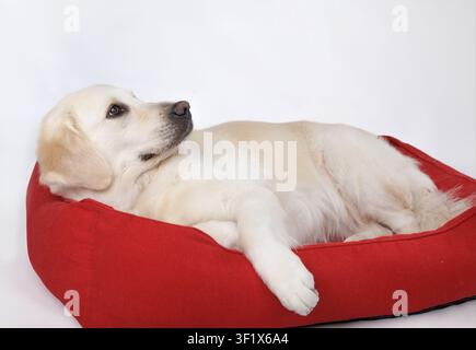 Golden retriever resting in red dog bed on white background. Relaxed companion pet looking at camera. Comfort, pet care, home life, relaxation, wellbe Stock Photo