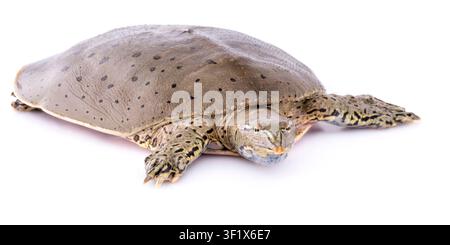 Spiny Softshell Turtle   Apalone spinifera  A mature spiny softshell captured from the Missouri River near Yankton, SD.   Photographed at Gavins Point National Fish Hatchery in Yankton, South Dakota, USA.  S. Stukel, USFWS / U.S. Fish and Wildlife Service Stock Photo