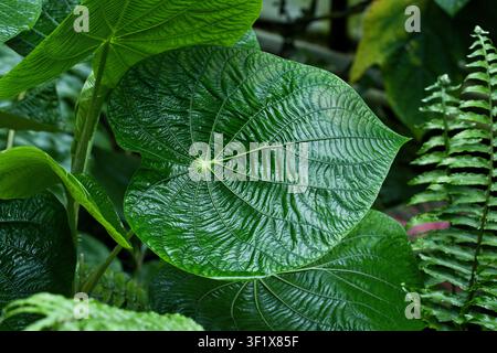 Piper peltatum leaf and radial veins, captured in a forest in the eastern Andean mountains of central Colombia Stock Photo