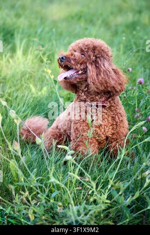 Red toy poodle sits in green grassy field. Curly brown dog smiles with tongue out in summer meadow. Fluffy miniature pet relaxes outdoors. Happy domes Stock Photo