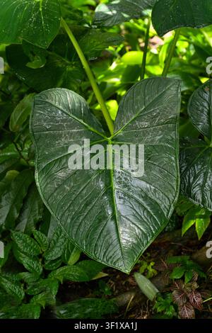 Closeup of rain waterdrops on top of leaves of xanthosoma sagittifolium also known as Elephant plant, Arrowleaf elephant ear etc Stock Photo
