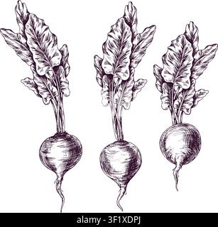 Beetroot drawn with pen and ink in engraving style. Set of vegetables with leaf isolated on white background. Culinary illustration of organic food Stock Vector