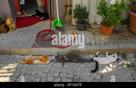 Three street cats, part of a thriving & well-cared-for cat colony in the Sultanahmet district of Fatih in Istanbul, Turkiye. All lying on their sides Stock Photo