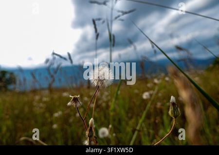 Single dandelion seed head in a meadow with mountains in northern Italy Stock Photo