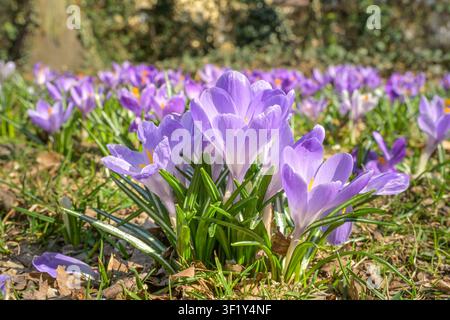 Purple crocus, flowers in spring, March bloomers, Berlin, Germany Stock Photo