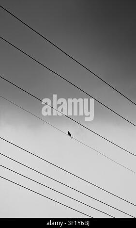 Minimalist black and white photo of a bird perched on power lines Stock Photo