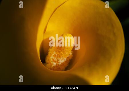 Vibrant yellow flower close up Textured central spadix and curving spathe visible Natural light shadows and highlights Botanical Garden Stock Photo