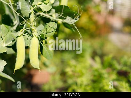 Fresh organic sugar snap pea pods growing on vine in sunny garden. Sustainable backyard farming trend emphasizes hyperlocal clean food production zero Stock Photo