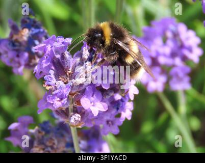 Bumblebee gathering nectar on purple lavender flowers Stock Photo