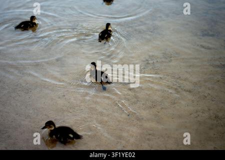 three small ducklings paddling in shallow sandy water, gentle ripples radiating around them; overhead view with soft beige and tan tones, subtle refle Stock Photo