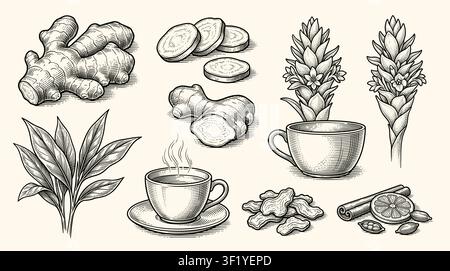 Ginger root, slices, leaves, flower, and cup of tea illustration. Stock Vector