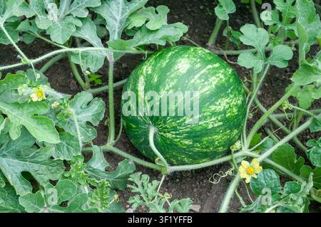 Healthy watermelon growing on the vine with two yellow blossoms, green leaves, and trailing stems in a cultivated field. Outdoor agricultural summer s Stock Photo