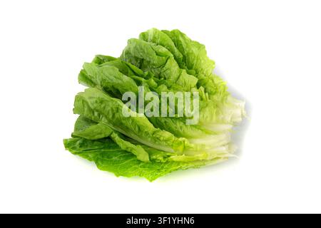 Romaine lettuce salad leaves isolated. Cos green leaves, fresh romain salat, raw romaine cabbage on white background, health leafy roman salad Stock Photo