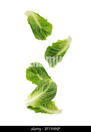 Falling Romaine lettuce salad leaves isolated. Cos green flying leaves, fresh romain salat, raw romaine cabbage on white background, health leafy roma Stock Photo