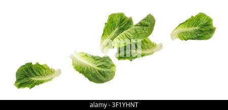 Falling Romaine lettuce salad leaves isolated. Cos green flying leaves, fresh romain salat, raw romaine cabbage on white background, health leafy roma Stock Photo