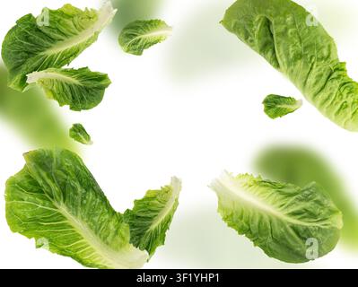 Falling Romaine lettuce salad leaves isolated. Cos green flying leaves, fresh romain salat, raw romaine cabbage on white background, health leafy roma Stock Photo