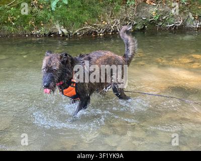 Brindle scruffy dog is joyfully splashing and playing in the cool, clear water of a shallow stream, wearing an orange harness and embracing the refres Stock Photo