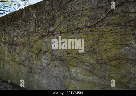 This beautiful botanical photograph captures a scenic wide angle view of an old weathered concrete wall surface during a bright sunny spring day. The camera focuses sharply on the rough texture of the Stock Photo