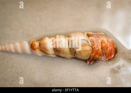 Large Spiral Sea Shell On Wet Sand Close Up Stock Photo