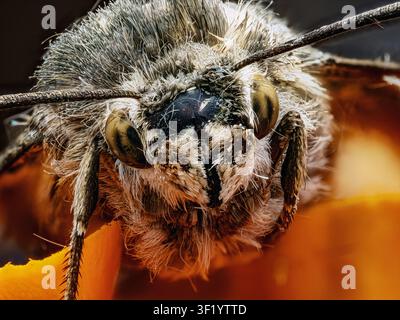 An extreme macro shot of a fluffy moth's head from a front-facing perspective. The detailed compound eyes, dense hair-like scales, and long antennae o Stock Photo